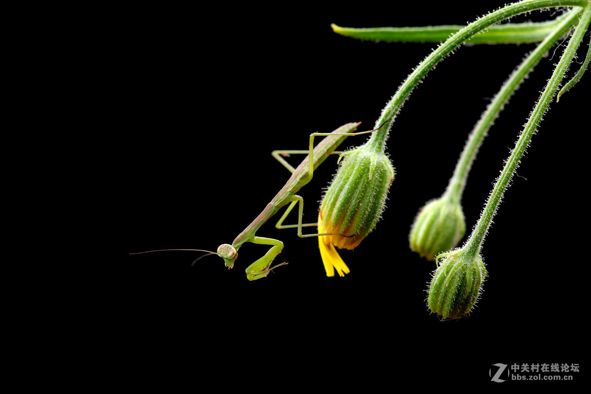 一组光影小螳螂