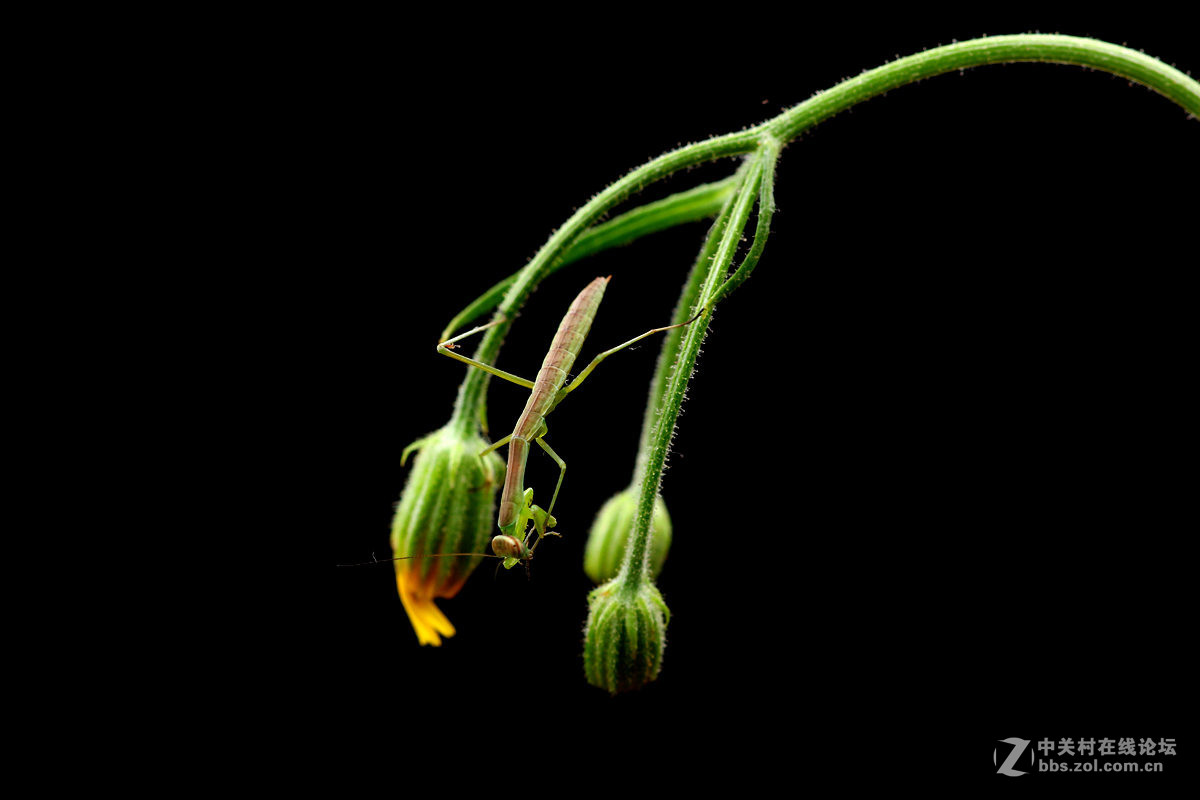 一组光影小螳螂