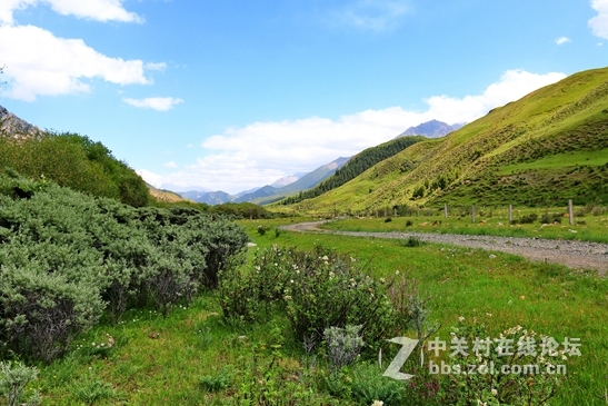 祁连山夏季牧场——肃南松木滩