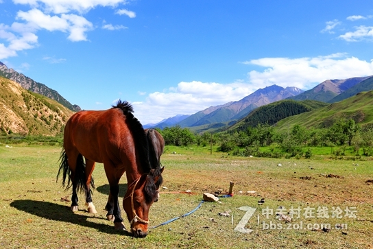 祁连山夏季牧场——肃南松木滩
