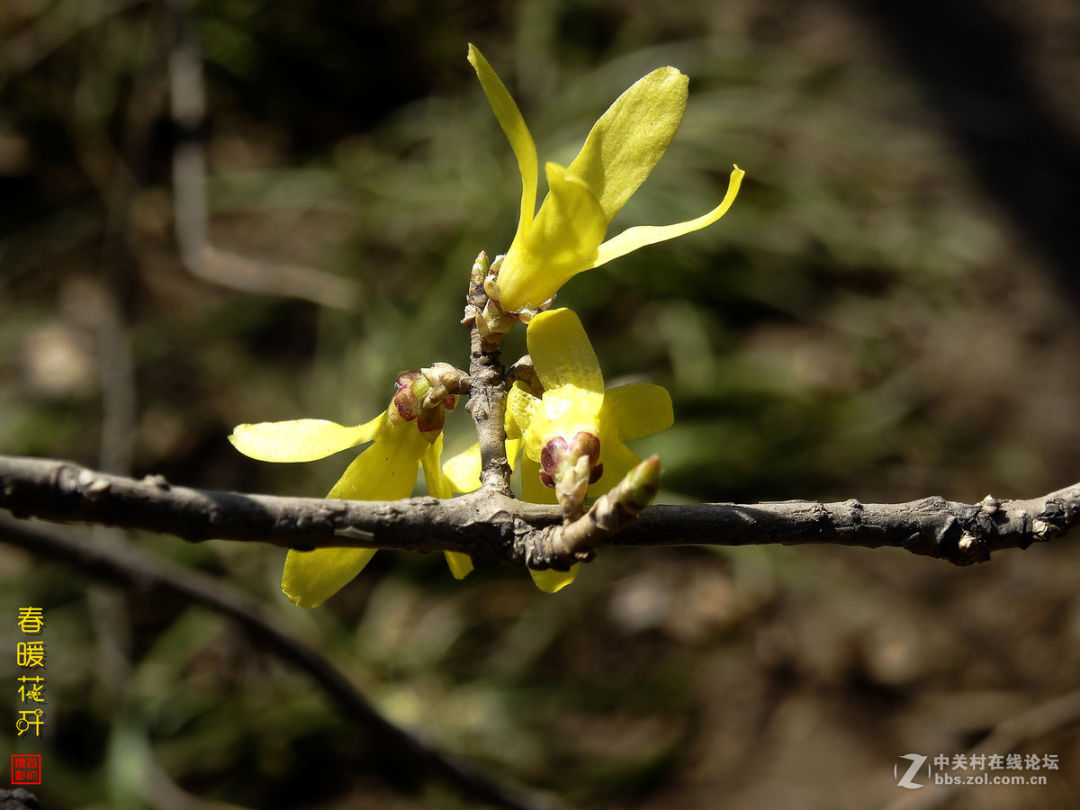在2017的春天里（3）