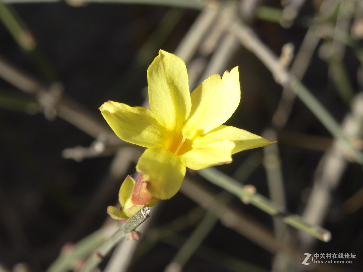 在2017的春天里（3）