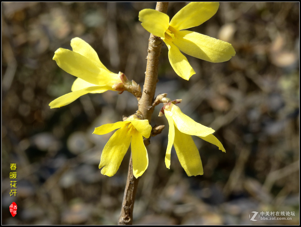 在2017的春天里（3）