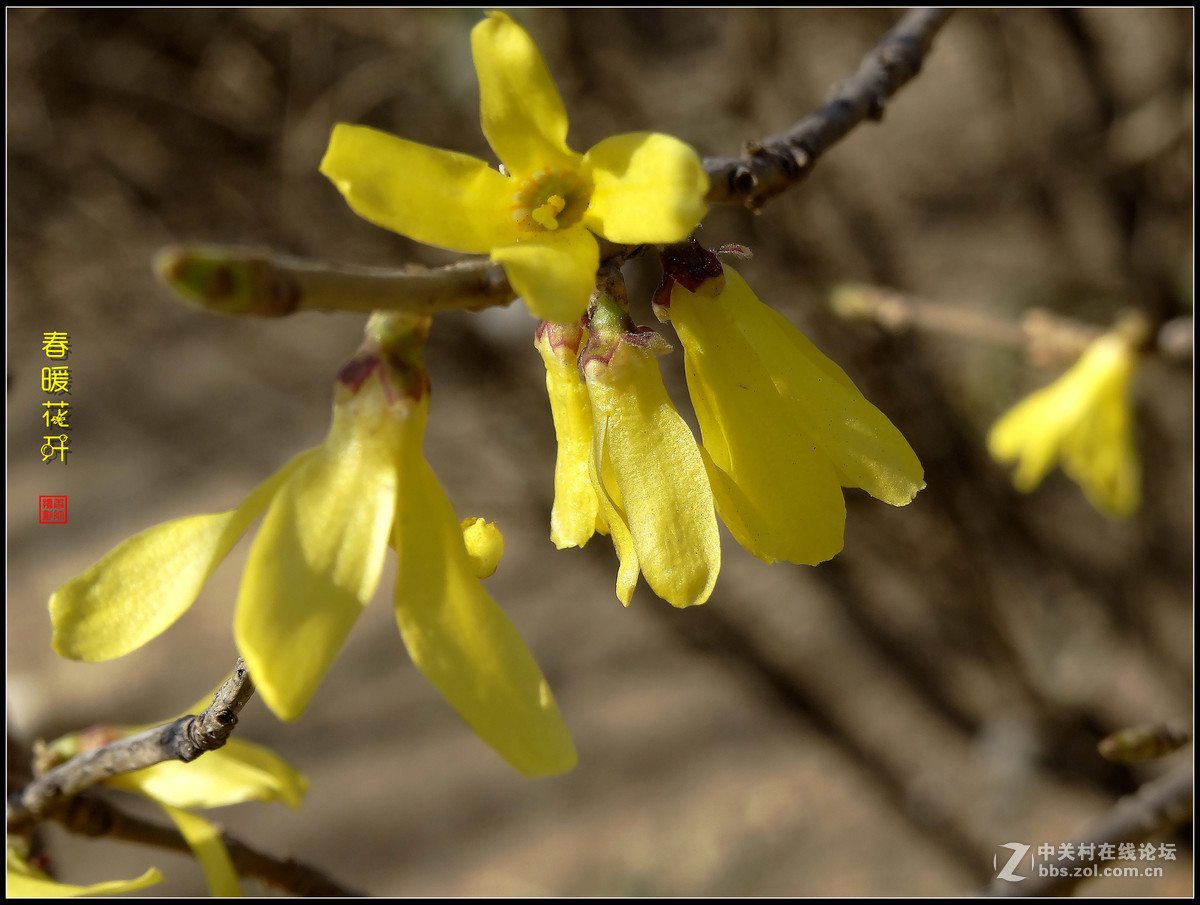 在2017的春天里（3）