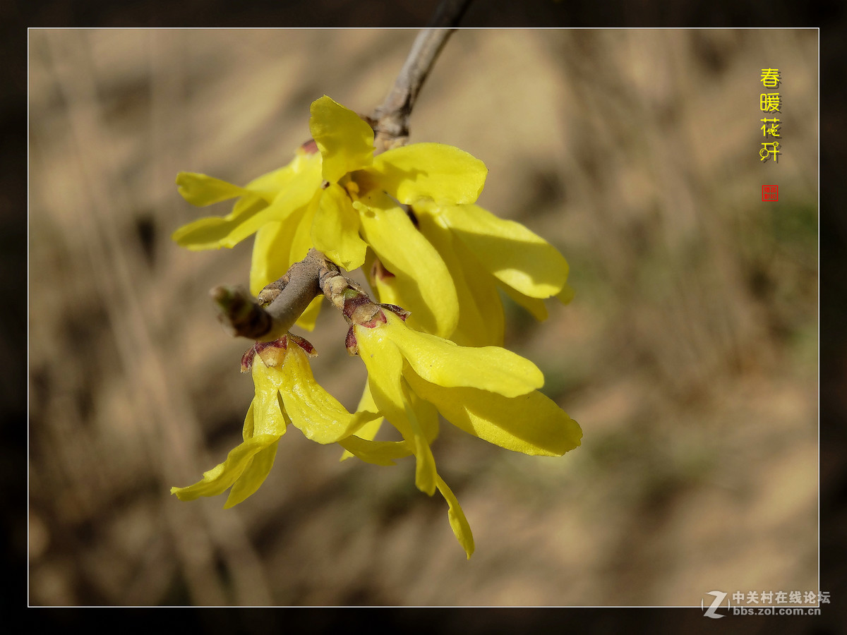 在2017的春天里（3）