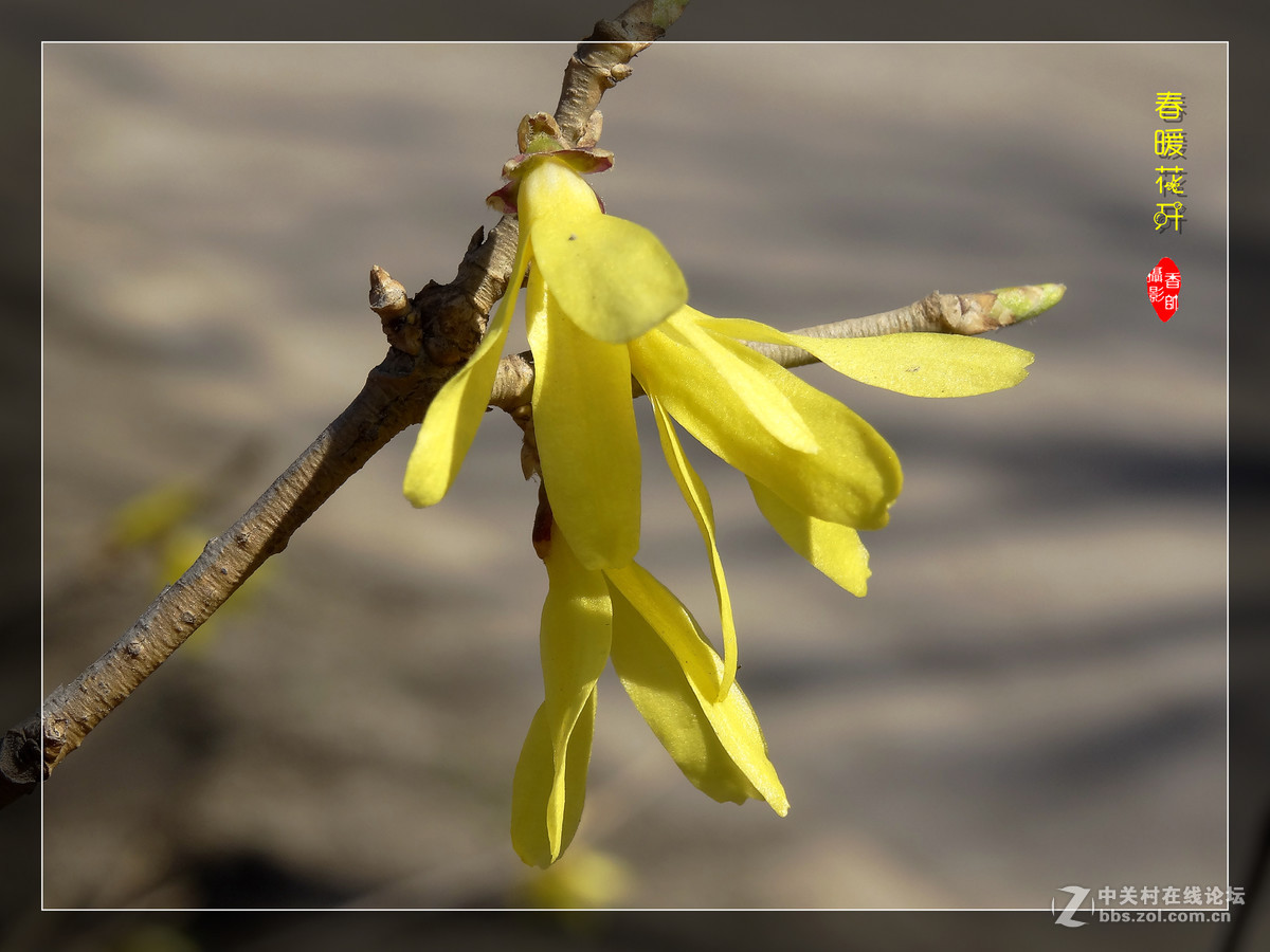 在2017的春天里（3）