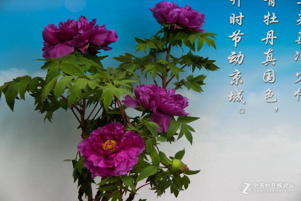 牡丹【3】