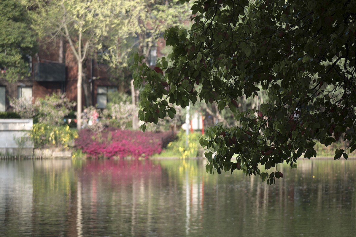 花园小景（一）