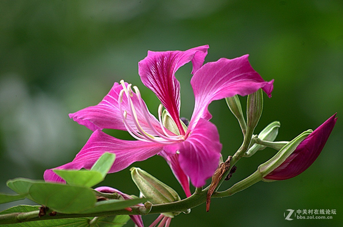 同一照片的对比，严重的波尔纹，望摄影们指点指点。