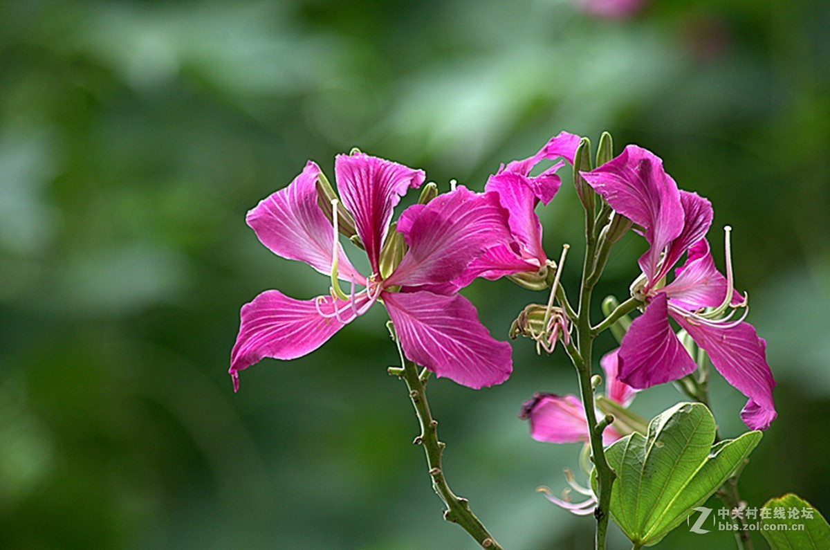 同一照片的对比，严重的波尔纹，望摄影们指点指点。