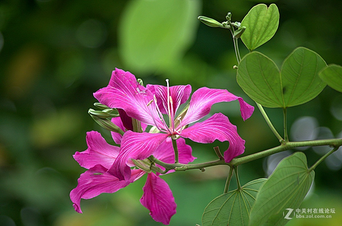 同一照片的对比，严重的波尔纹，望摄影们指点指点。