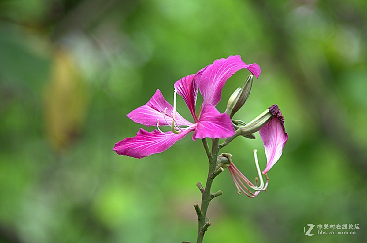 同一照片的对比，严重的波尔纹，望摄影们指点指点。