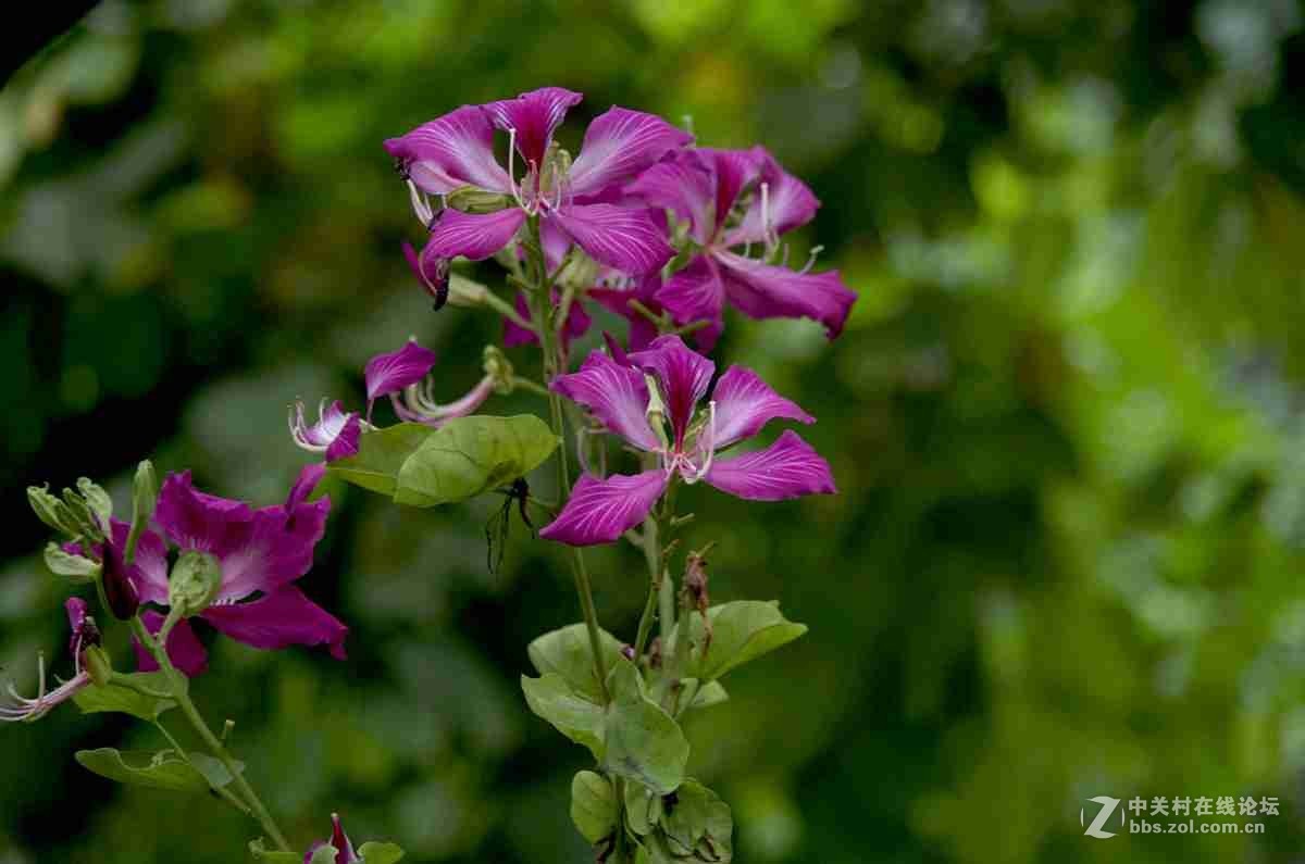 同一照片的对比，严重的波尔纹，望摄影们指点指点。