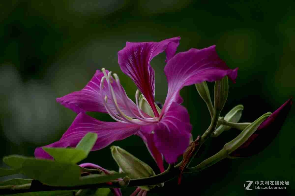 同一照片的对比，严重的波尔纹，望摄影们指点指点。