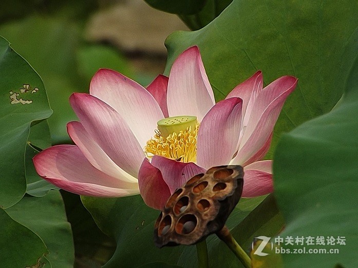 新人求教花卉质感