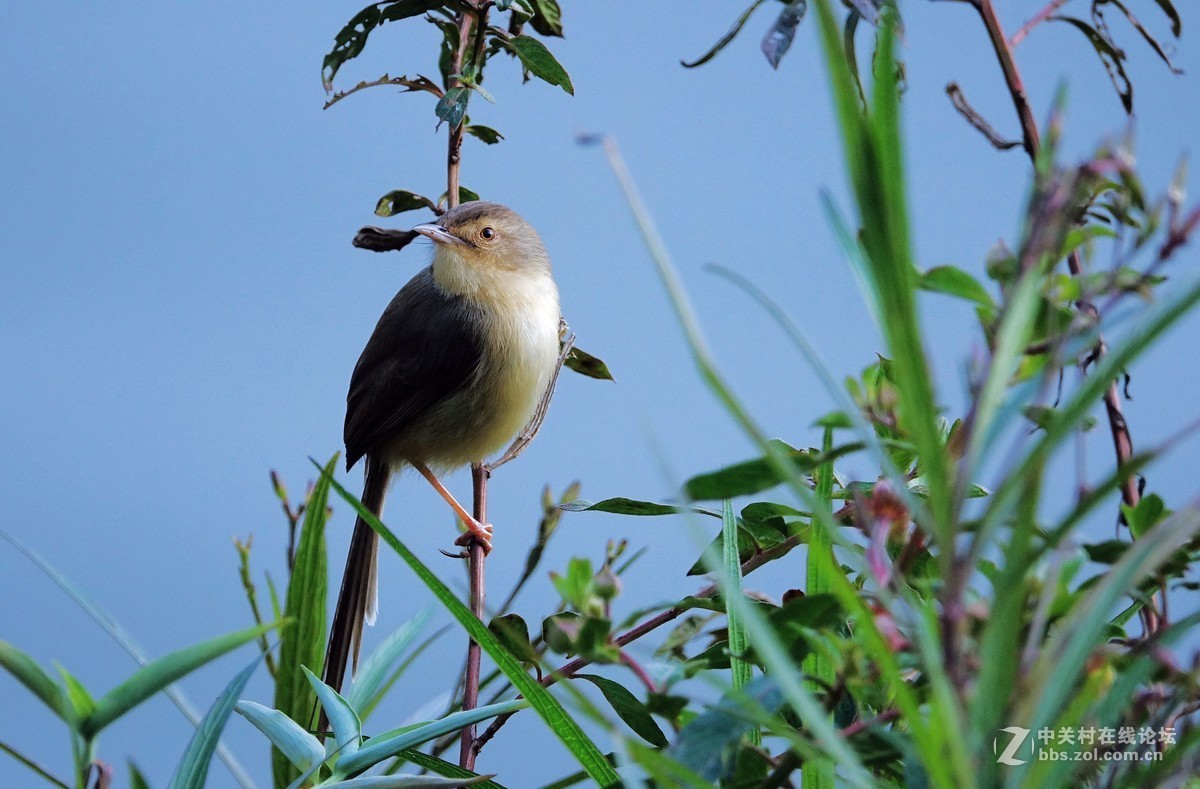 野拍纯色山鹪莺 【二】