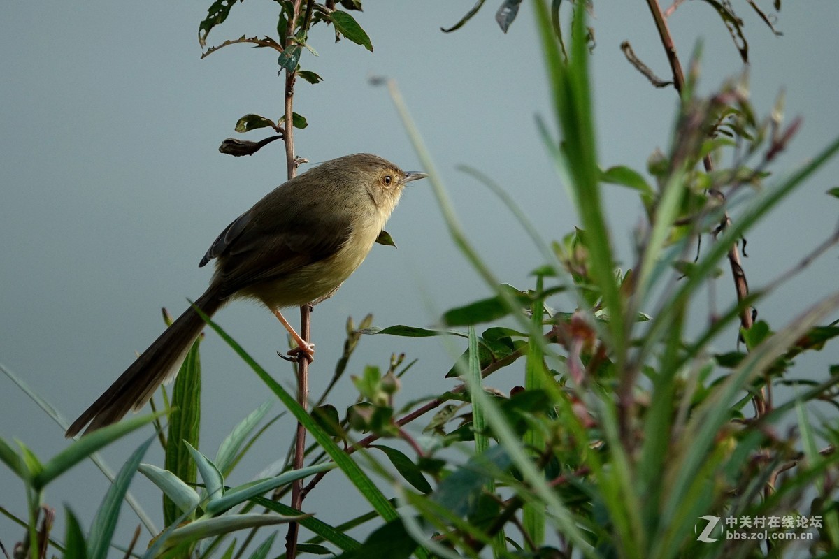 野拍纯色山鹪莺 【二】