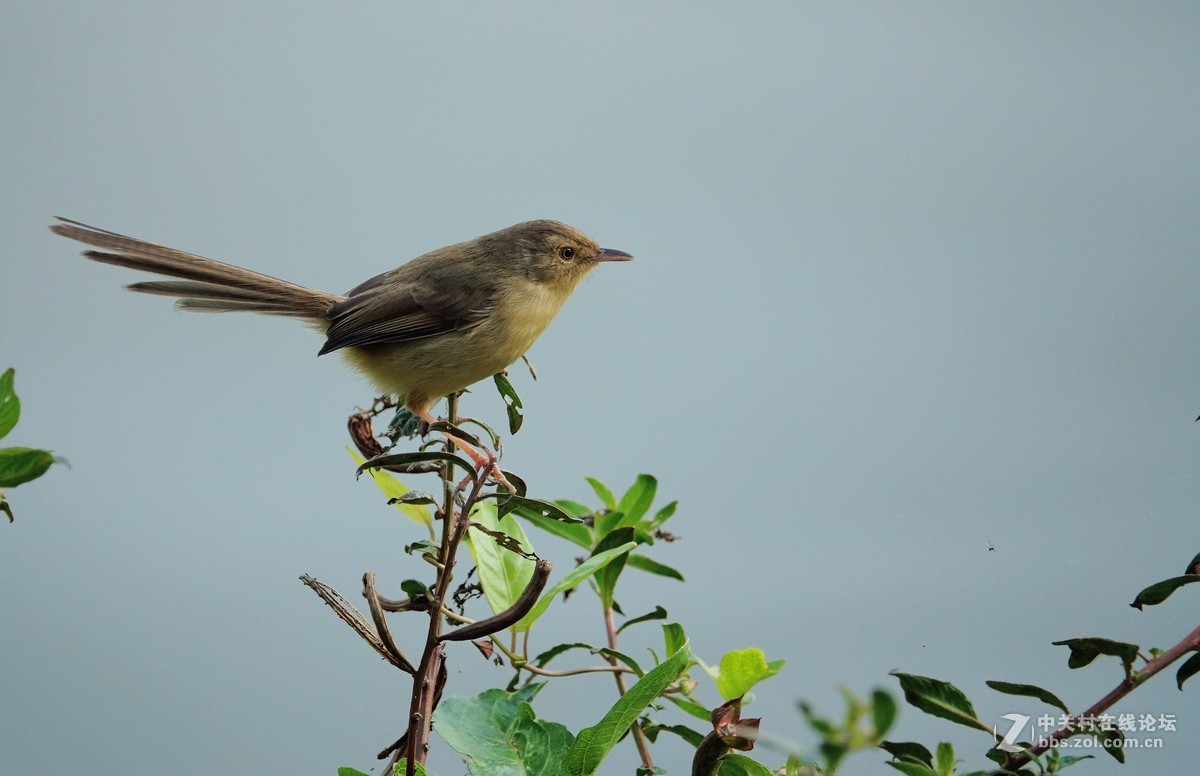 野拍纯色山鹪莺 【二】