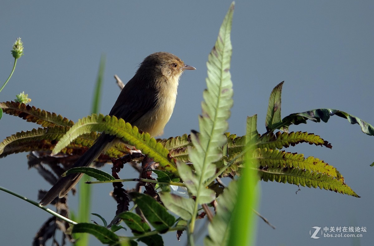 野拍纯色山鹪莺 【二】