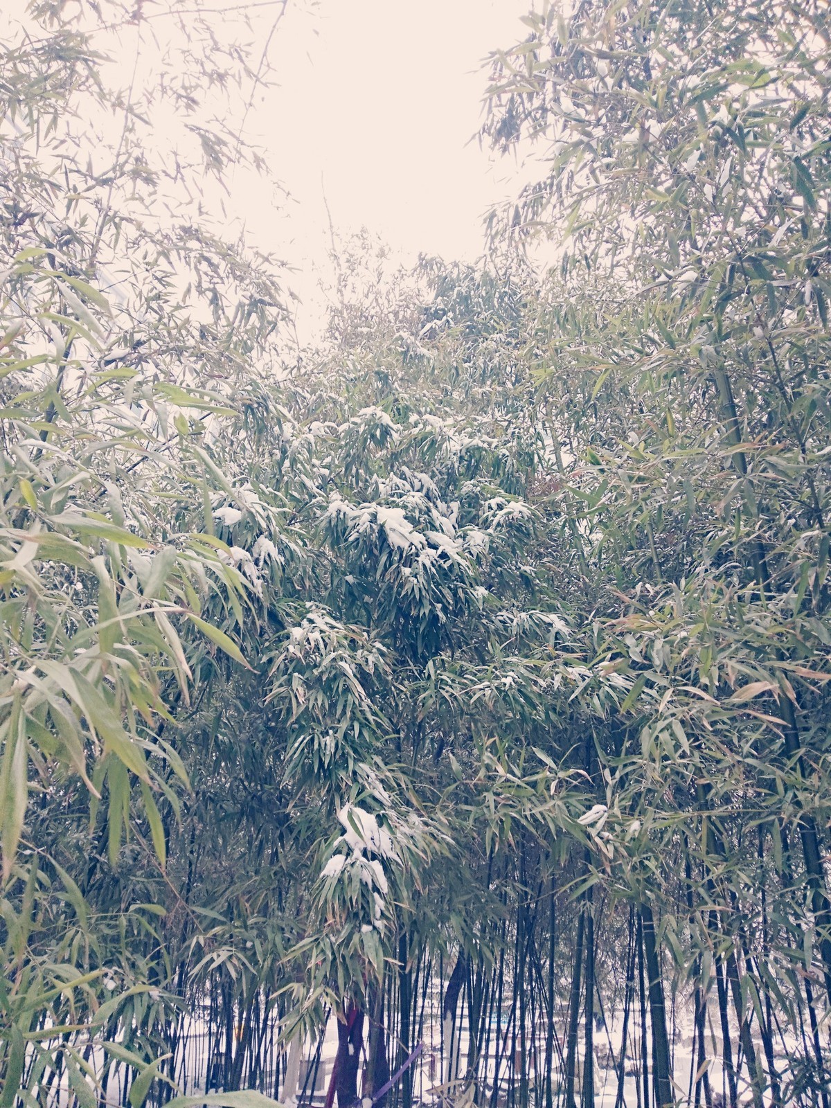济南的雪