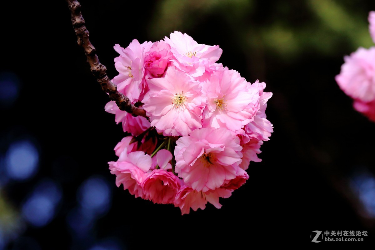 花卉春天的花五十