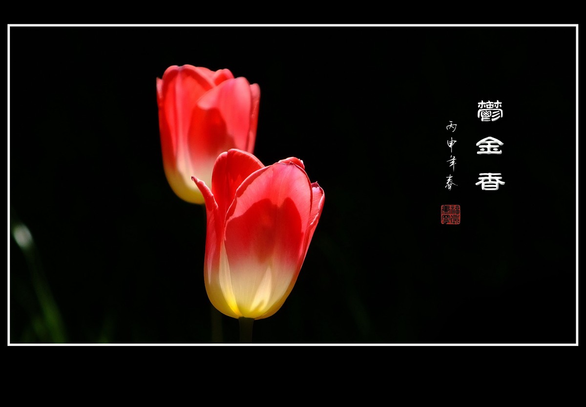 红红火火的郁金香