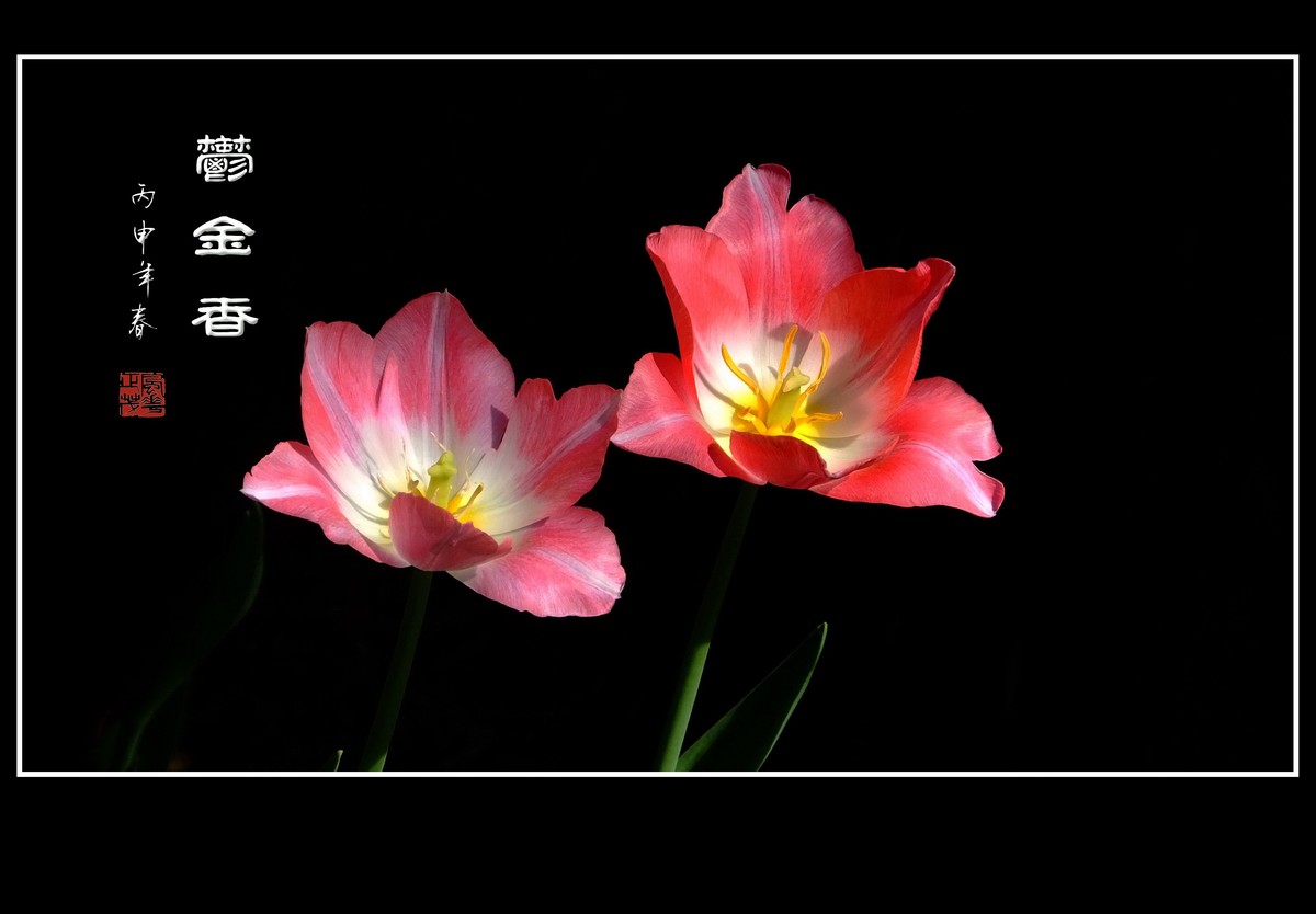 红红火火的郁金香