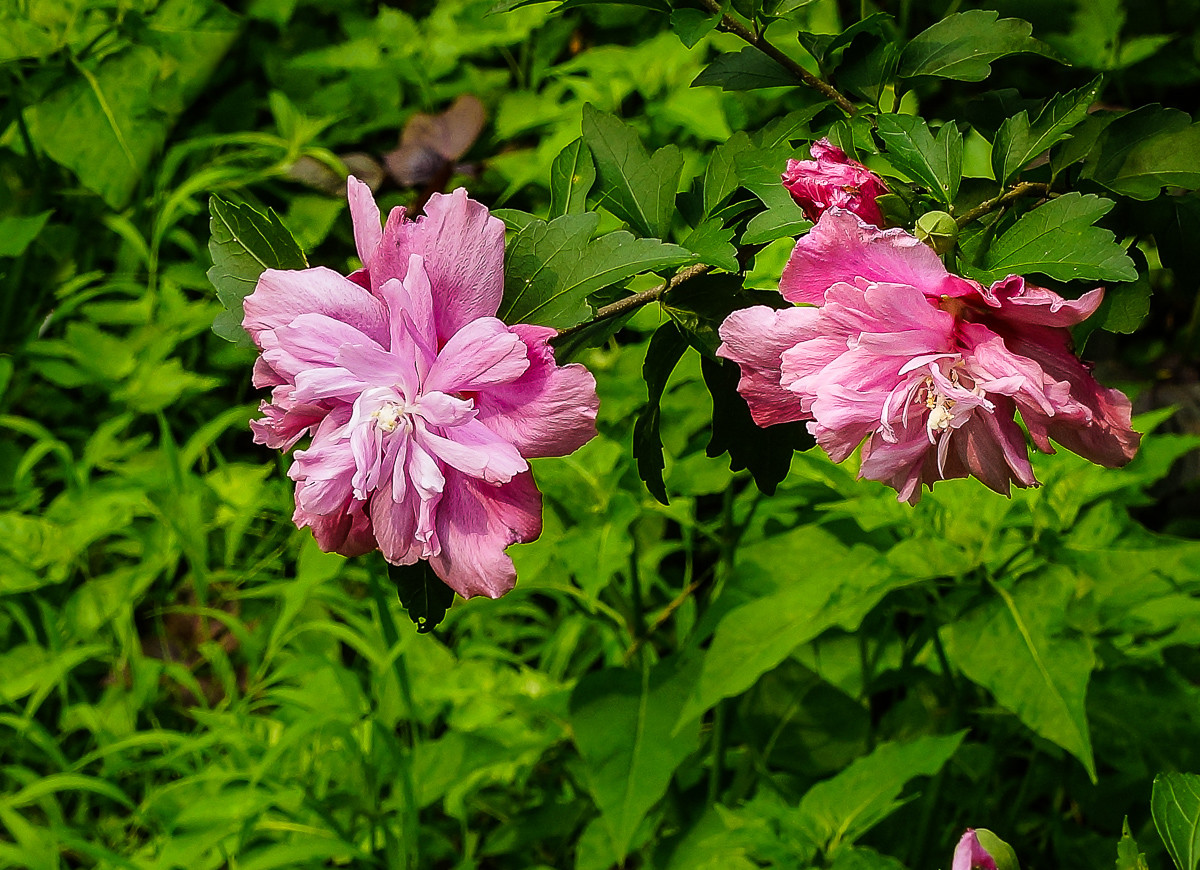 2016-07-19木槿花