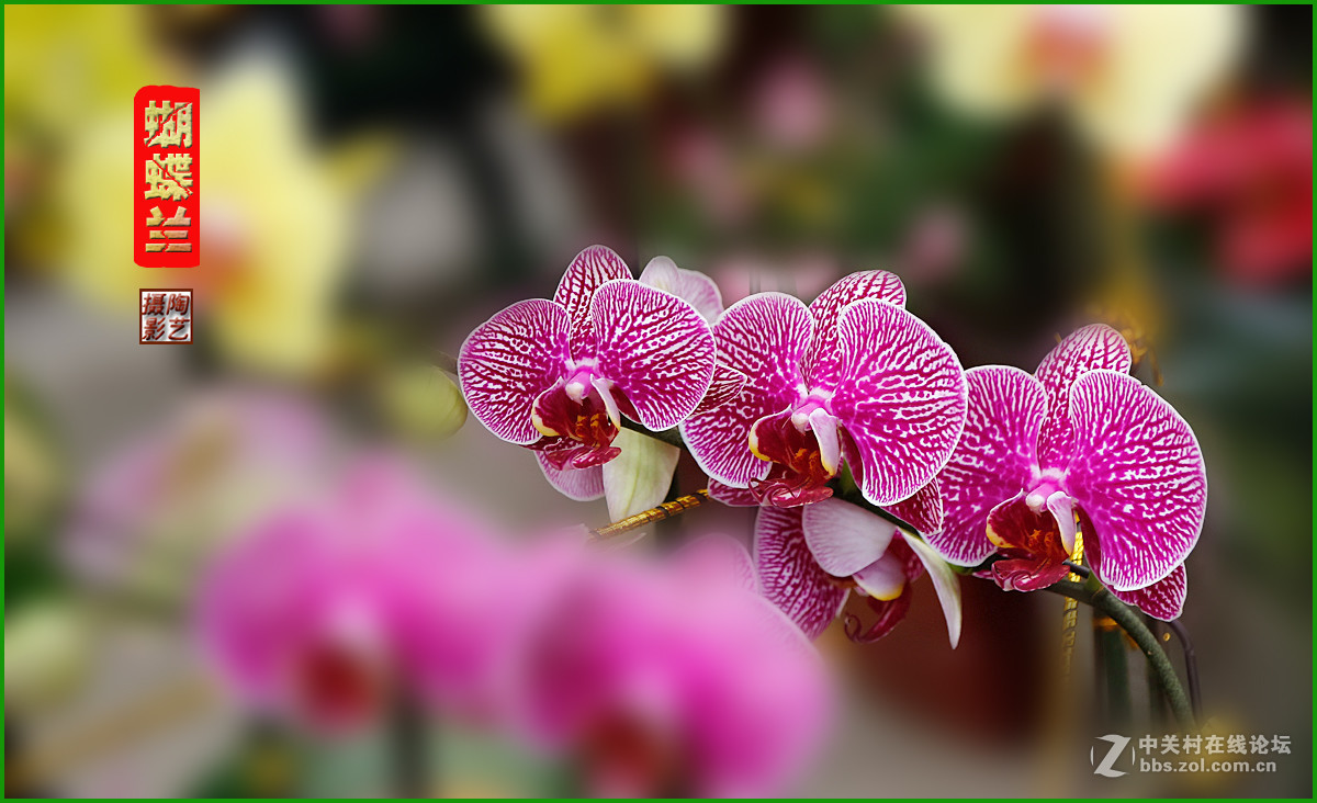 #版主坐堂#2017年1月份《承德》优秀作品选辑