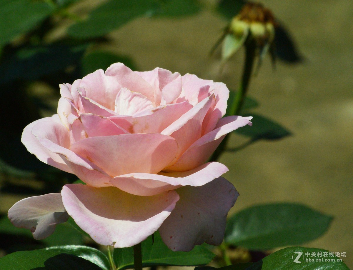 陶然亭月季园里的月季花