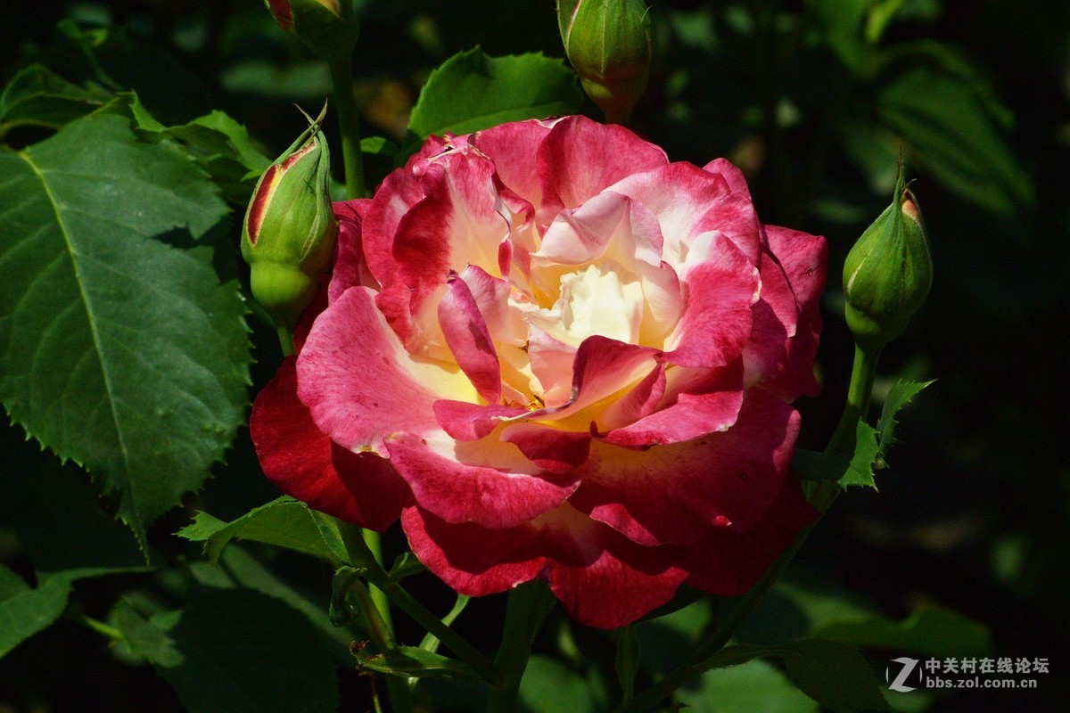 陶然亭月季园里的月季花