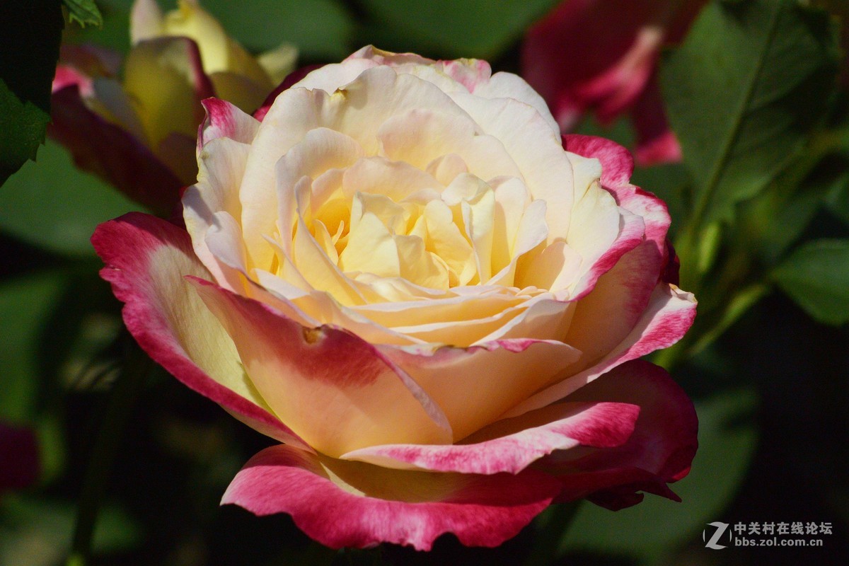 陶然亭月季园里的月季花