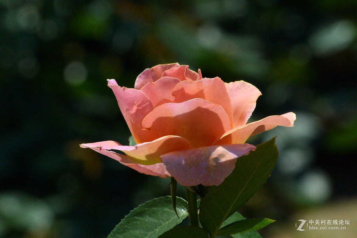 陶然亭月季园里的月季花