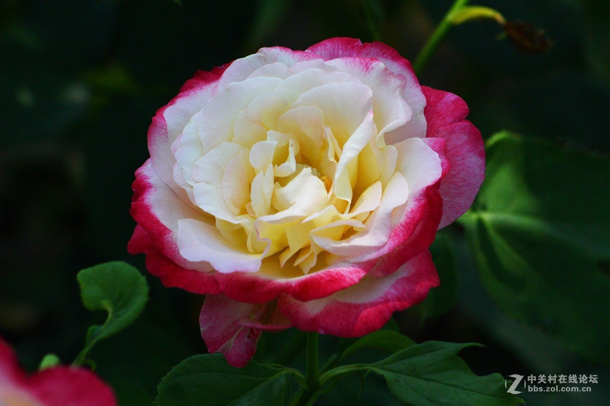 陶然亭月季园里的月季花