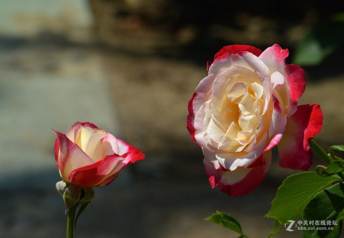 陶然亭月季园里的月季花