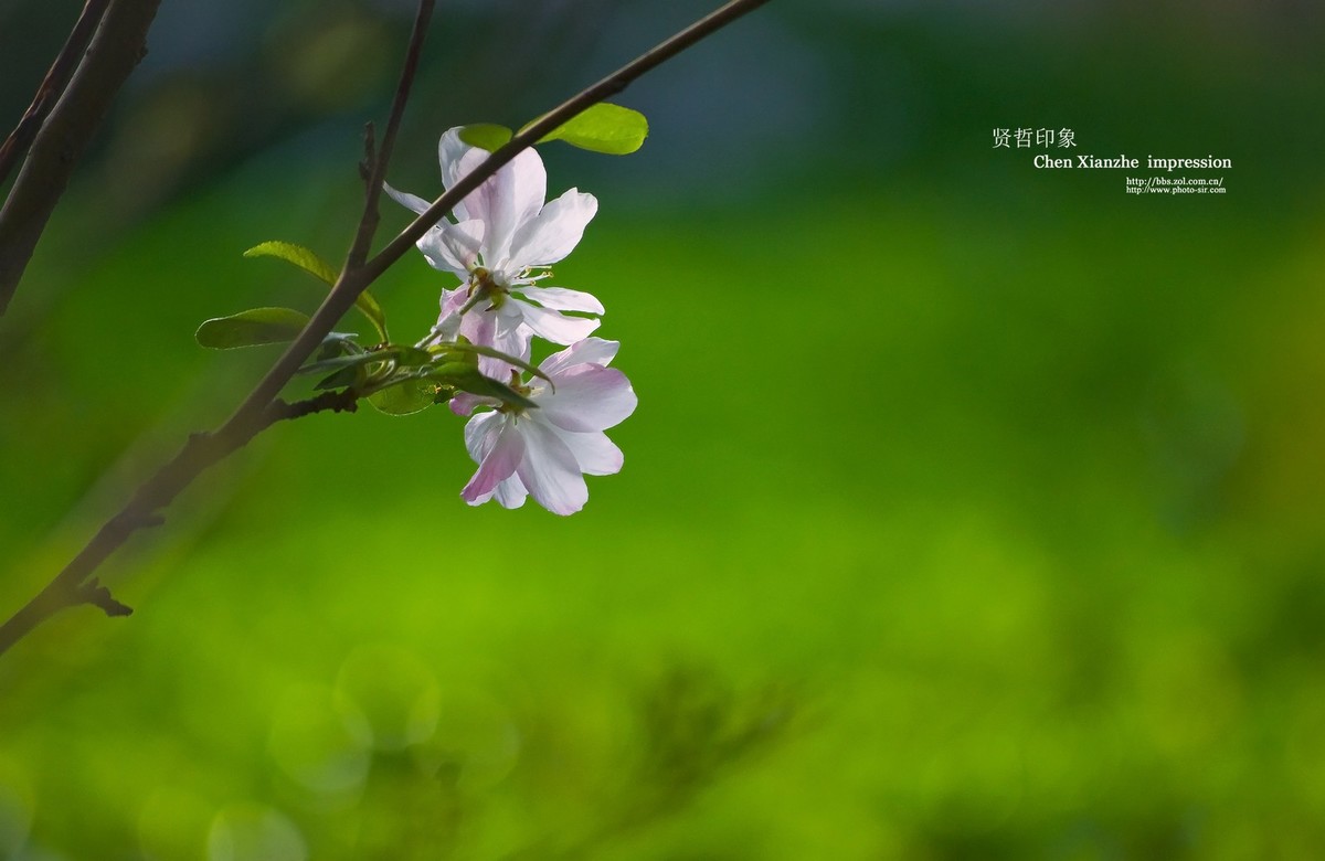 -----【 沾 花 惹 草 】-----
