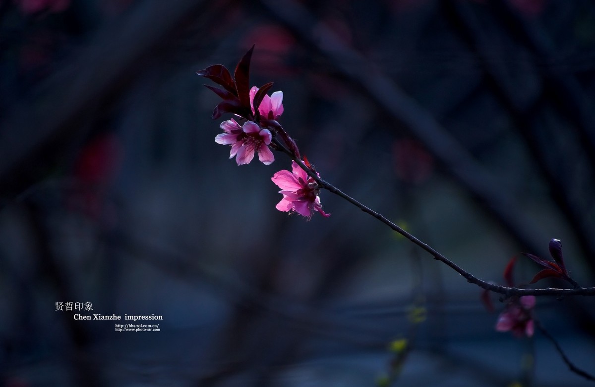 -----【 沾 花 惹 草 】-----