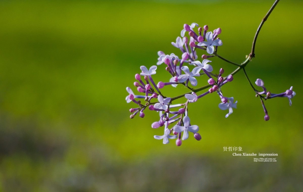 -----【 沾 花 惹 草 】-----