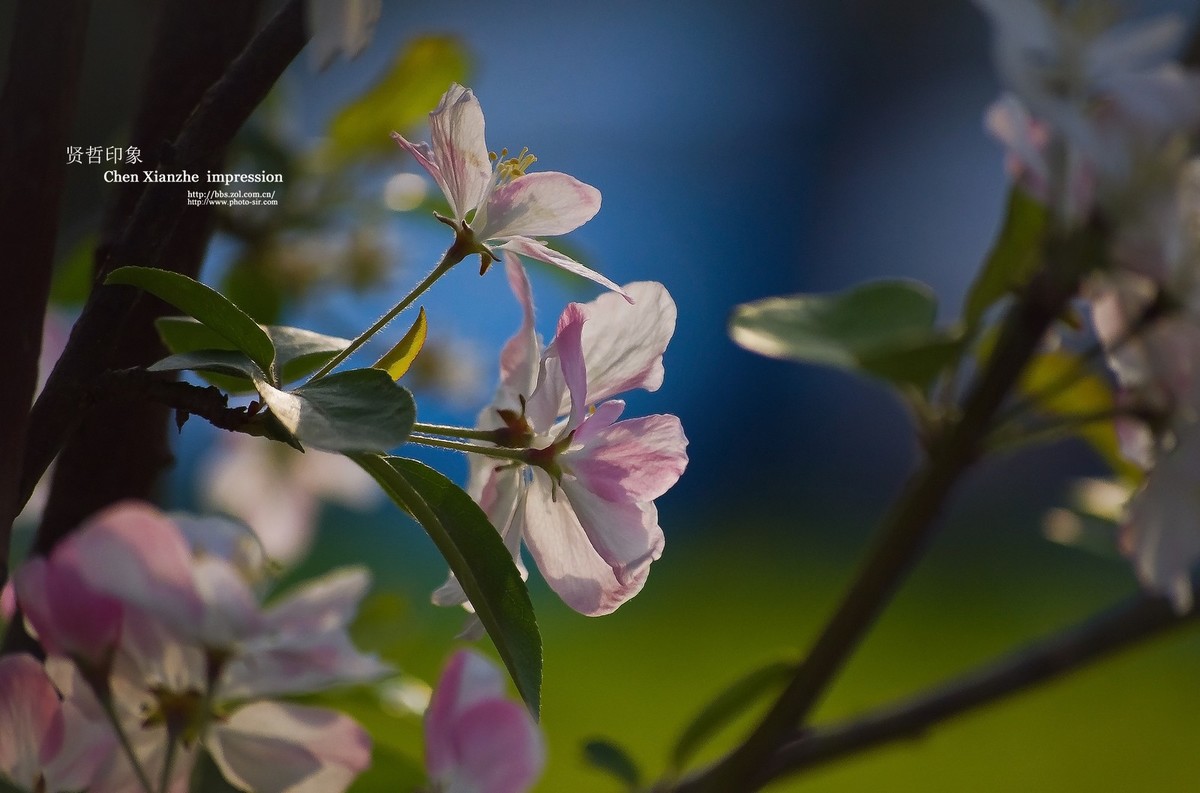 -----【 沾 花 惹 草 】-----