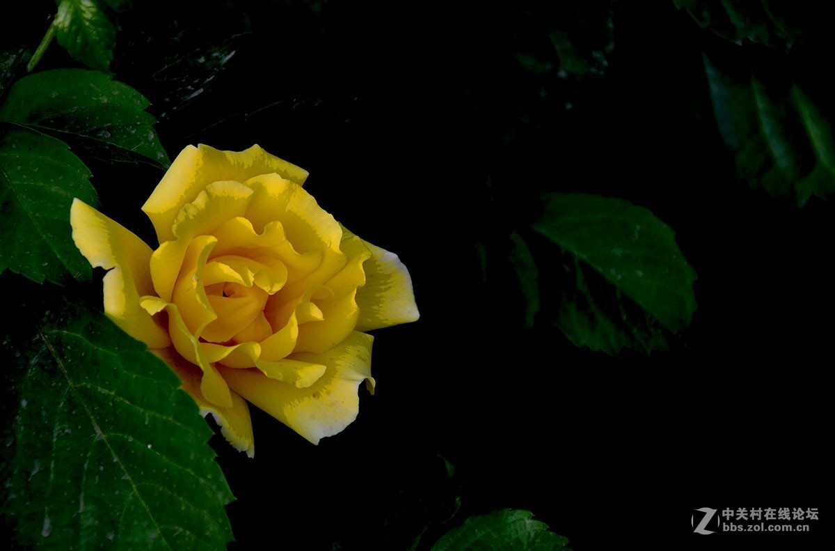 #版主坐堂#2018年9月份《承德》优秀作品选辑