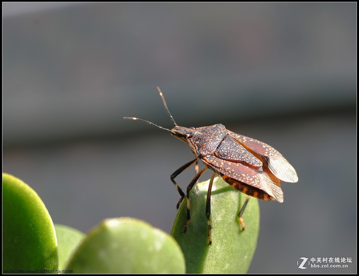 #版主坐堂#小五星空(中国)2018年九月精品荟萃