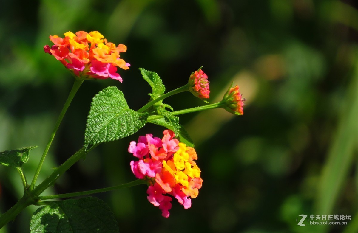 一组马缨丹提提论坛气