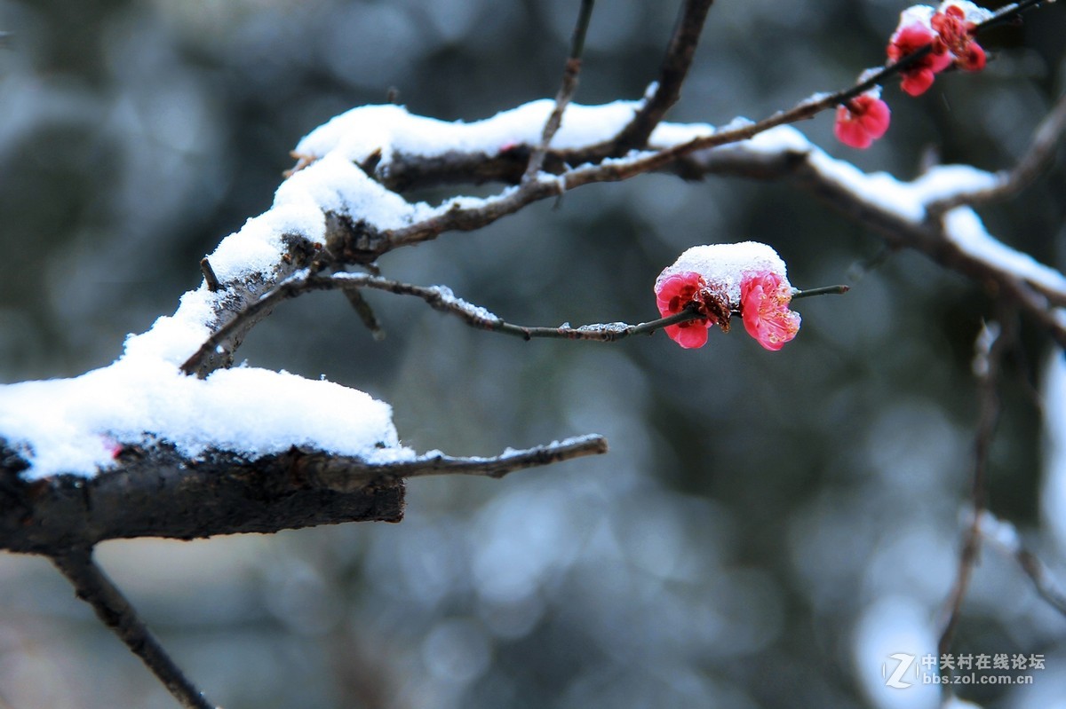 傲雪红梅多指教