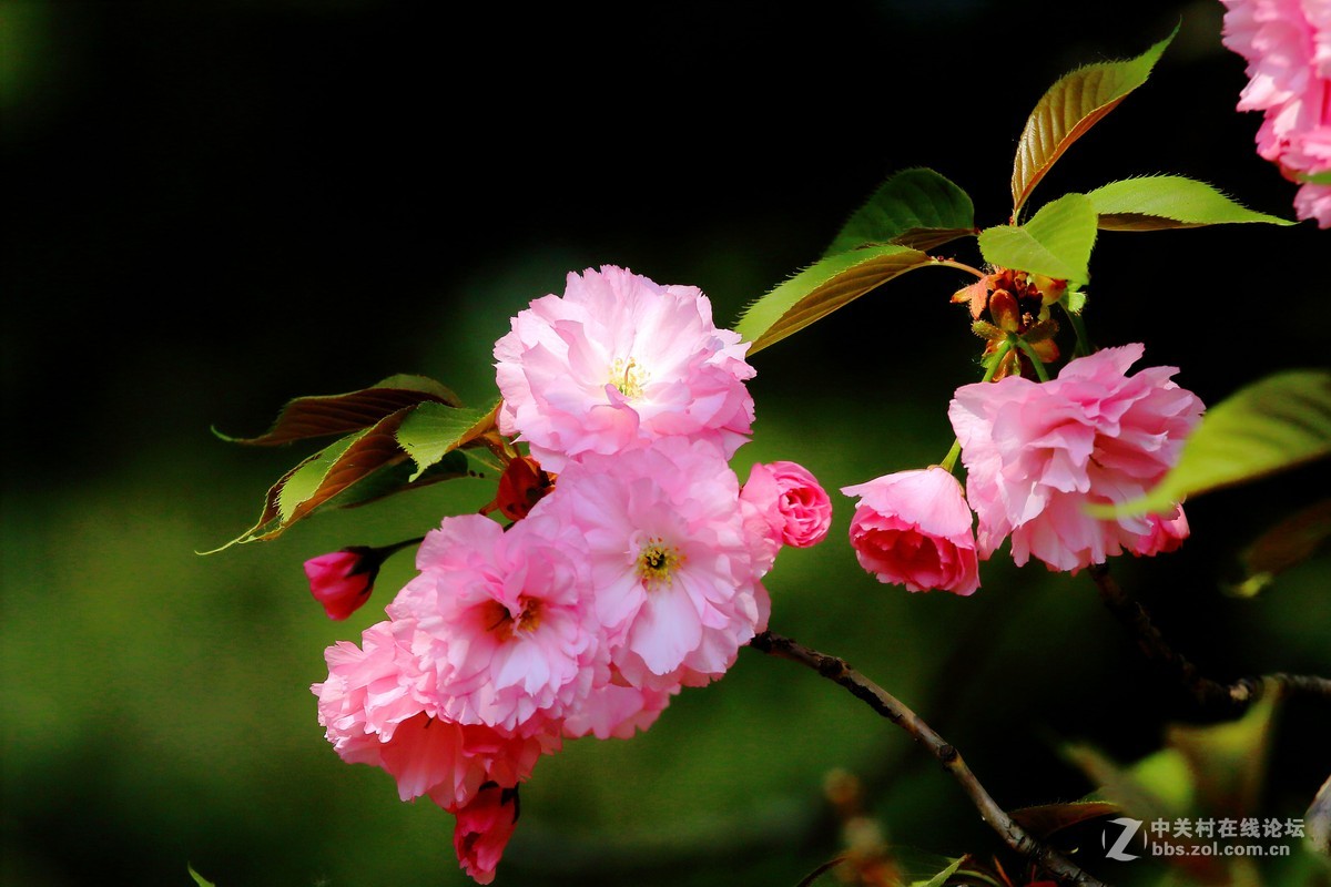 花卉春天的花五十