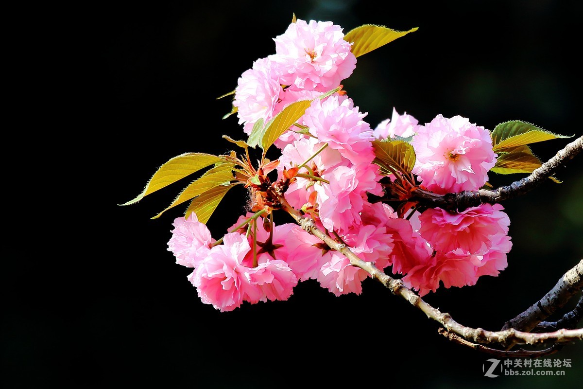 花卉春天的花五十