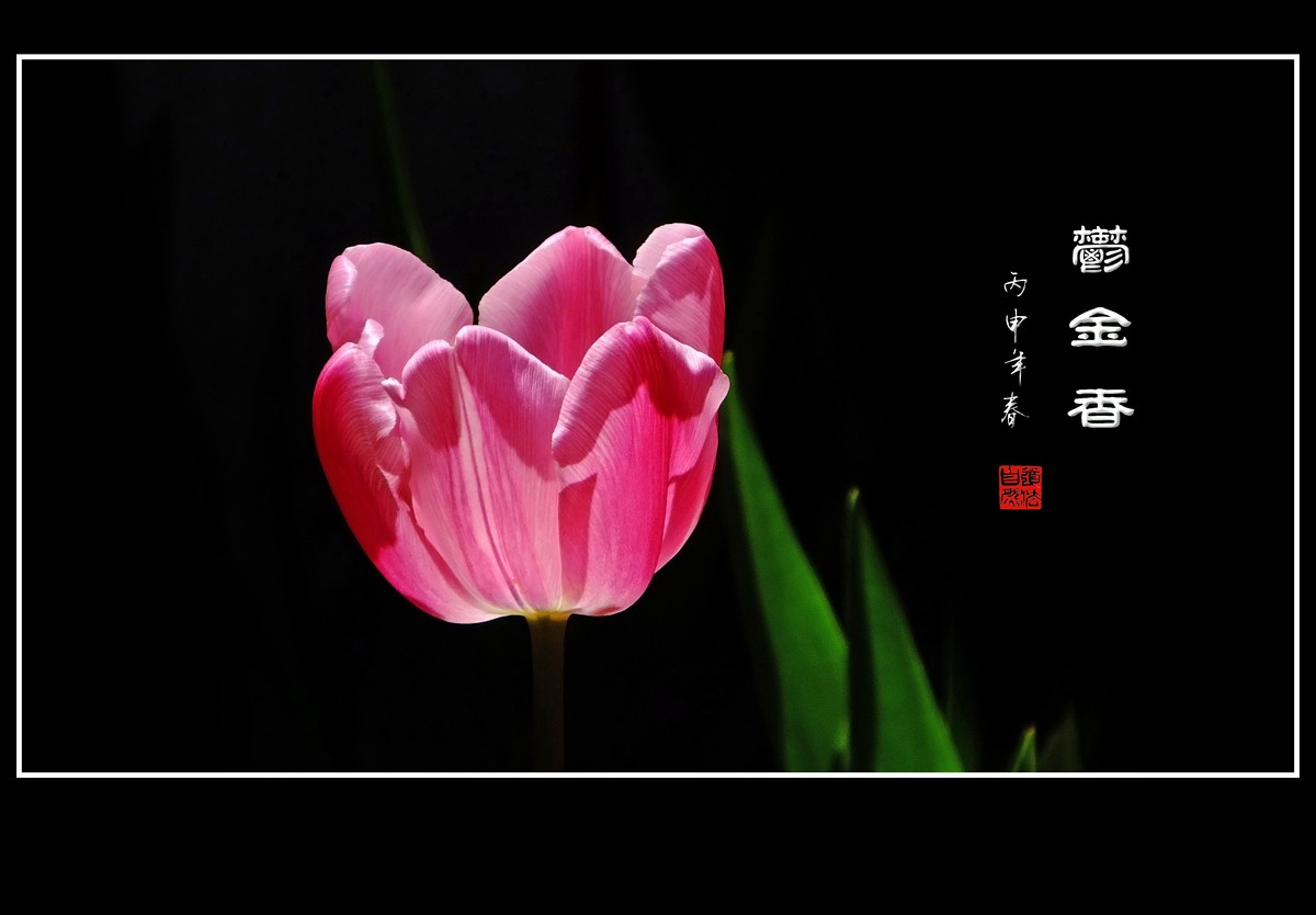 红红火火的郁金香