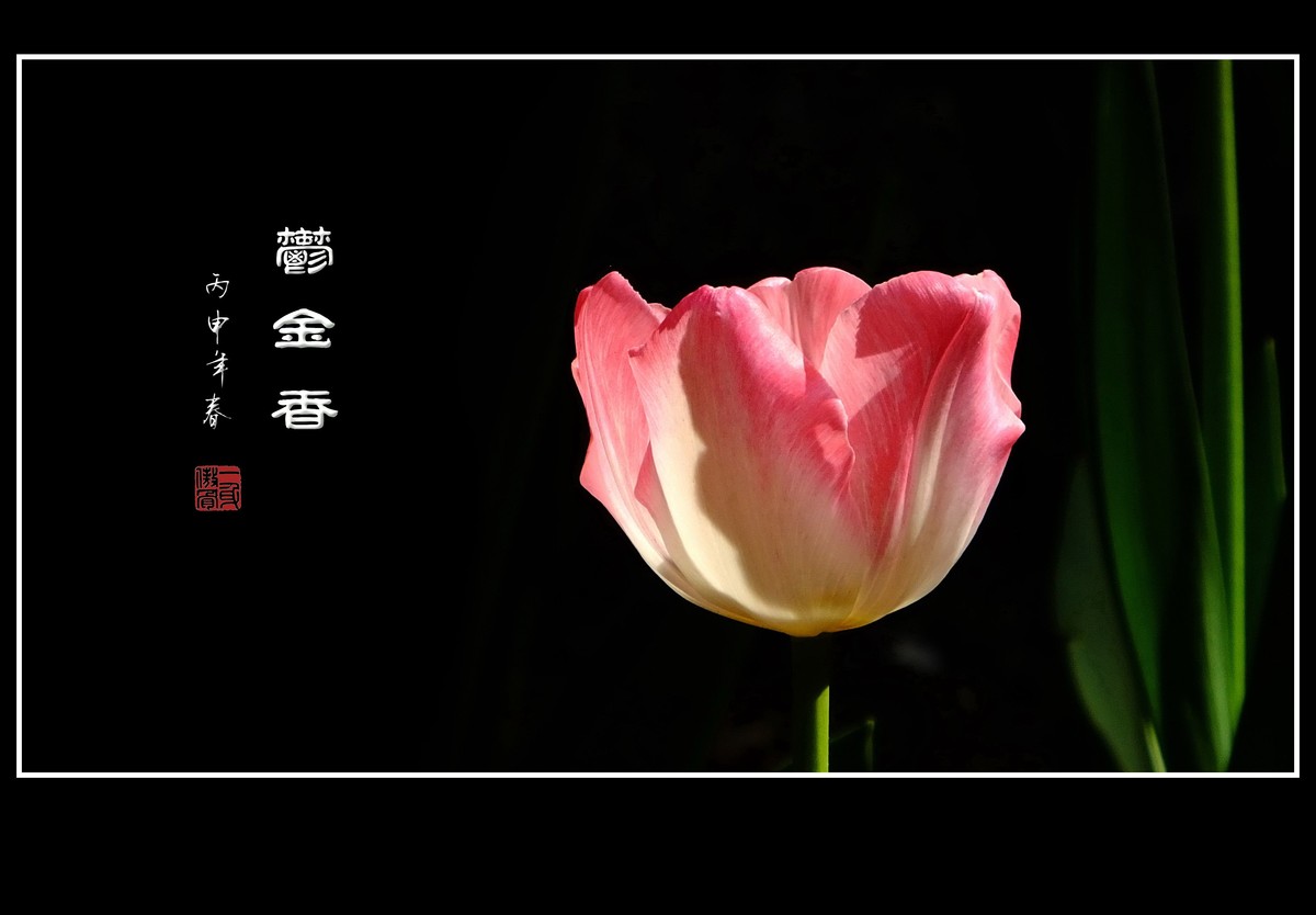 红红火火的郁金香