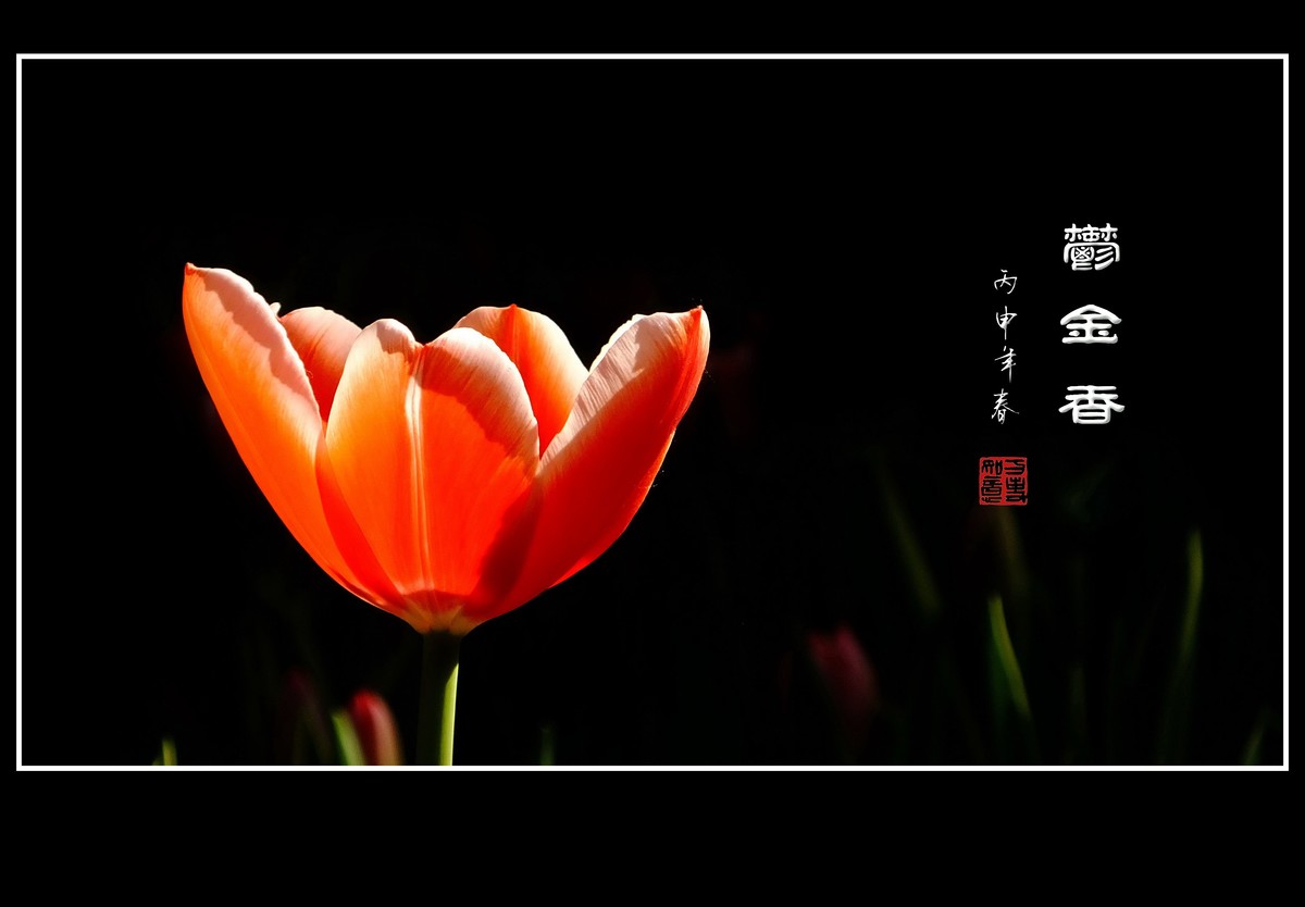 红红火火的郁金香