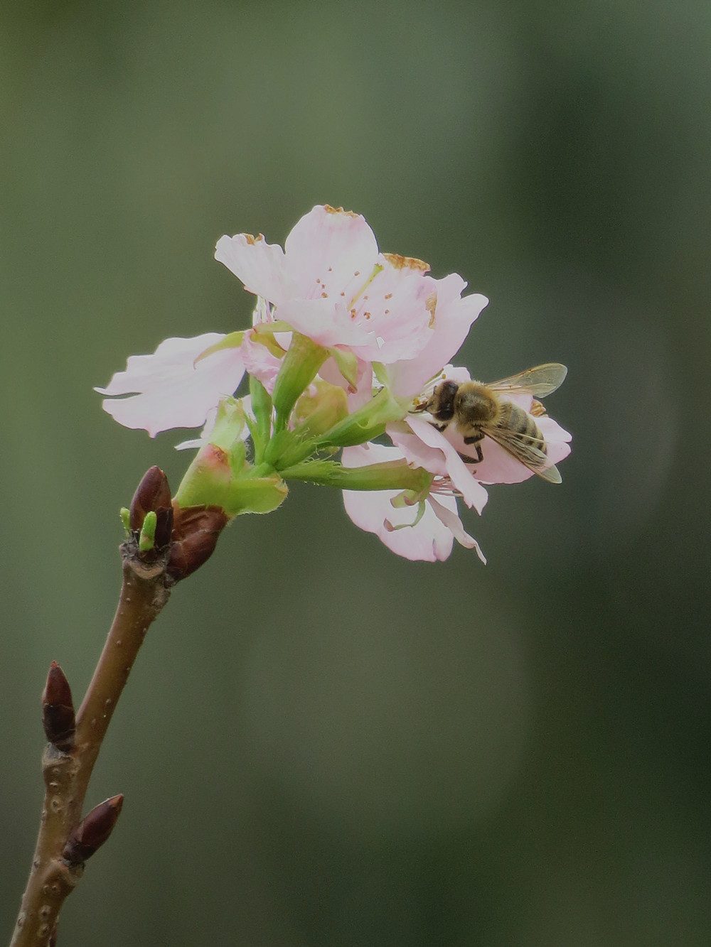 櫻花和蝴蝶2