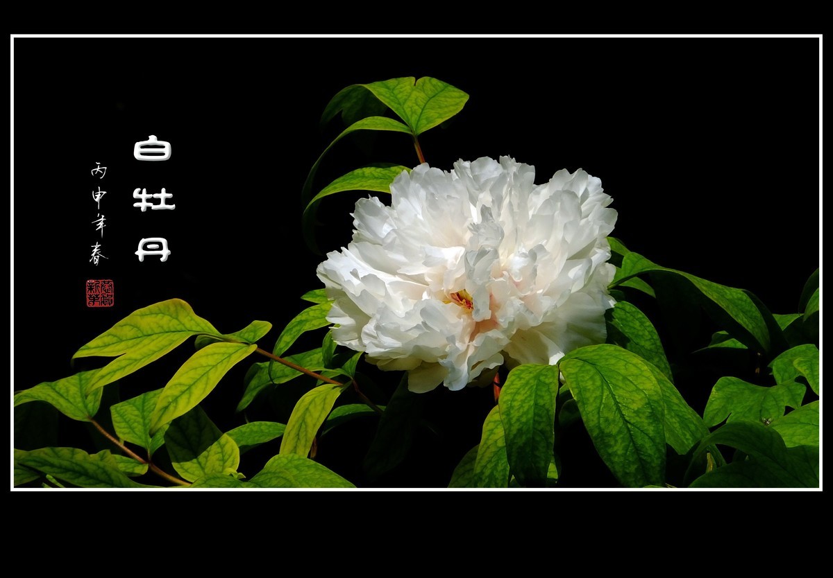 #版主坐堂#2017年1月份《承德》优秀作品选辑